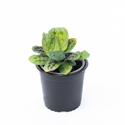 Maranta Leuconera S