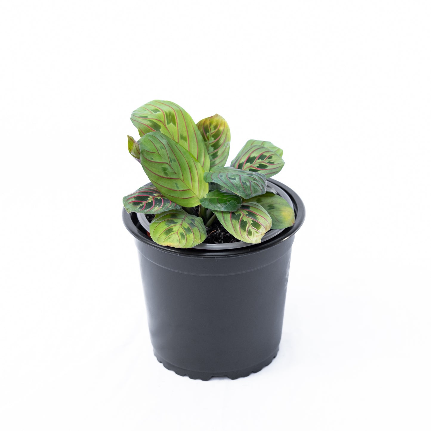 Maranta Leuconera S