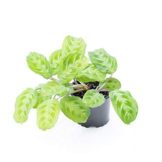 Maranta Cat Moustache