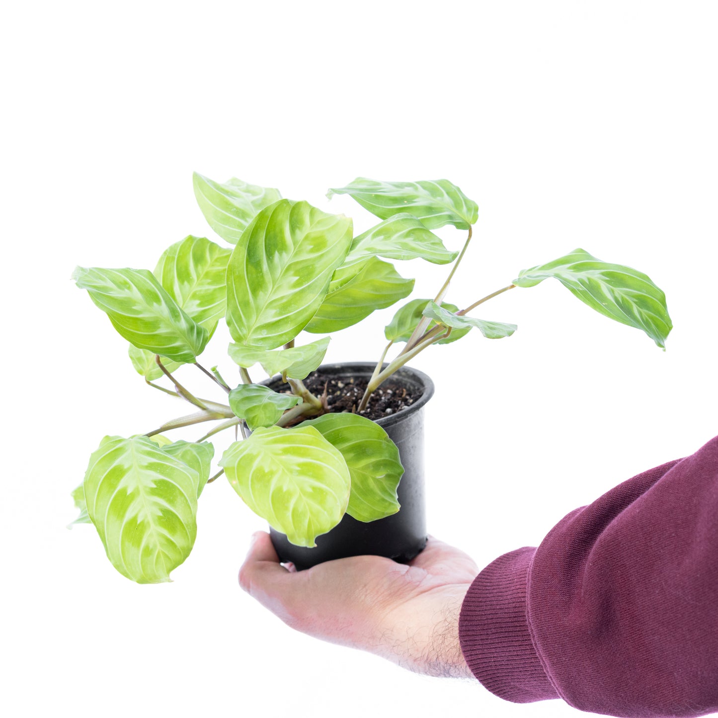 Maranta Cat Moustache