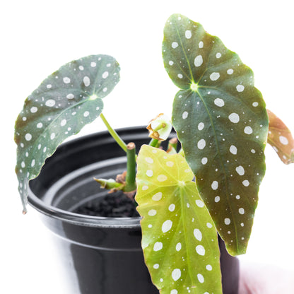 Begonia Maculata