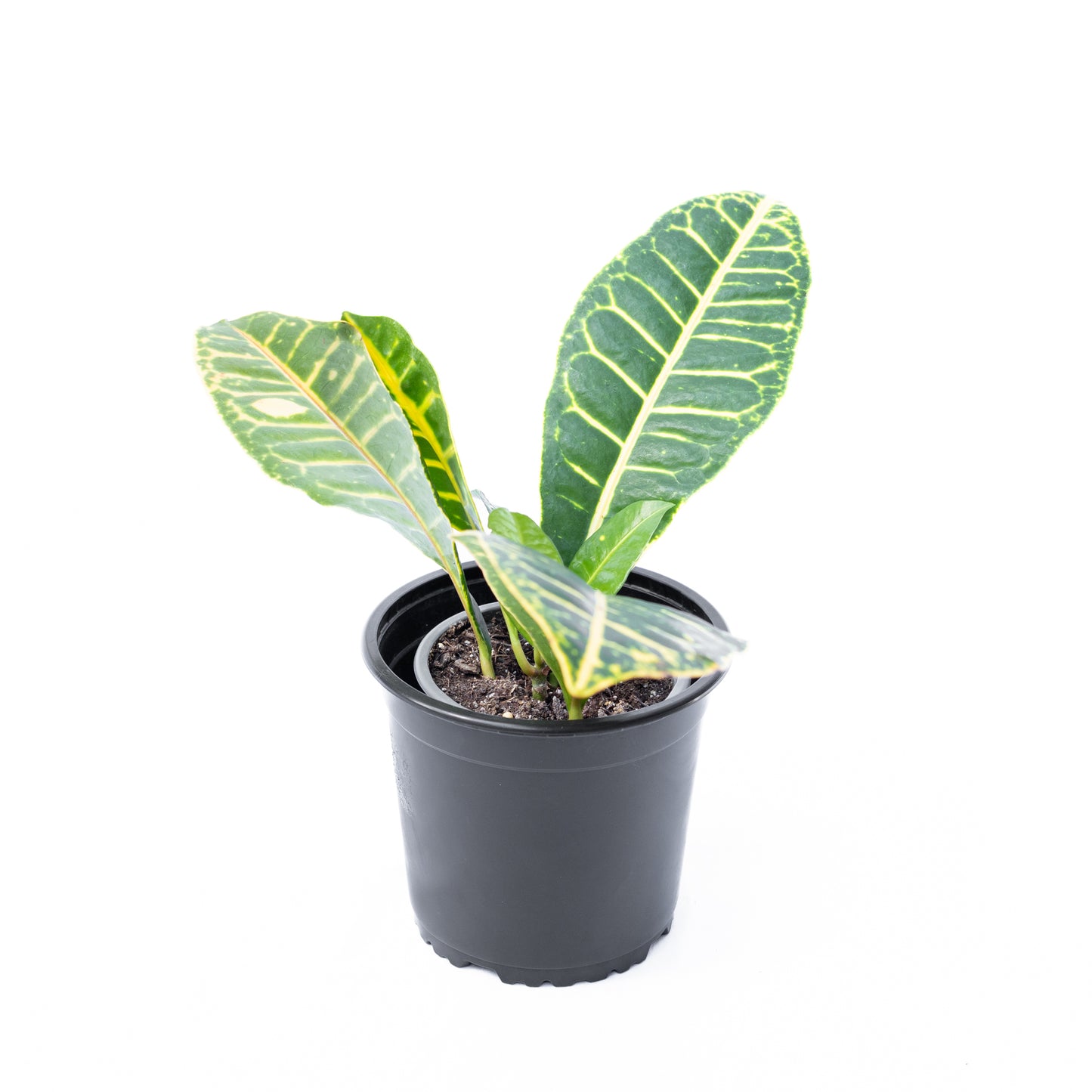 Croton