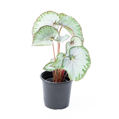 Begonia Rex