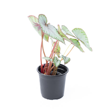 Begonia Rex