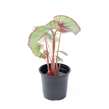 Begonia Rex