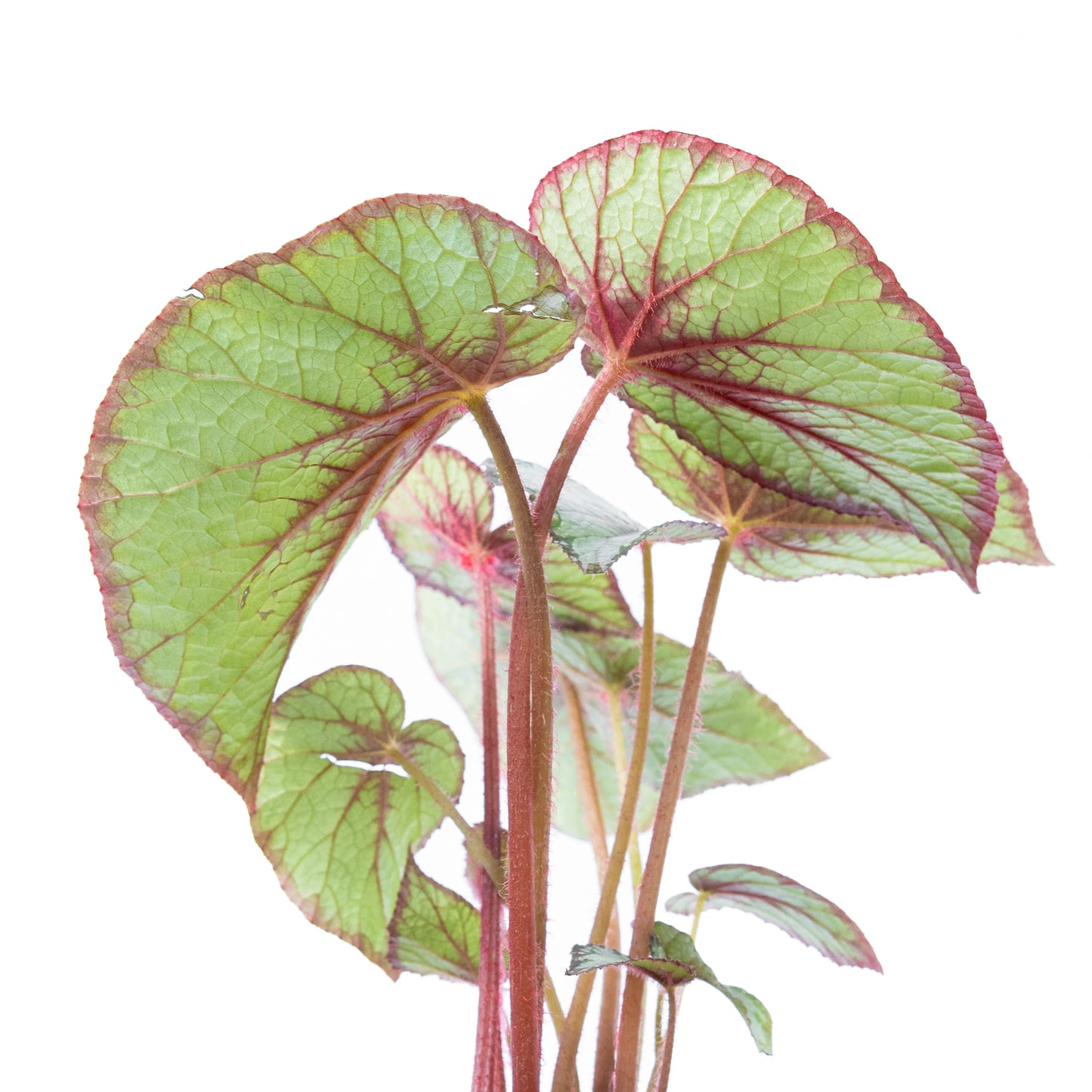 Begonia Rex