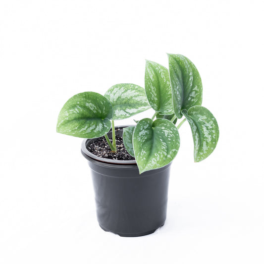 Scindapsus Pictus Exotica