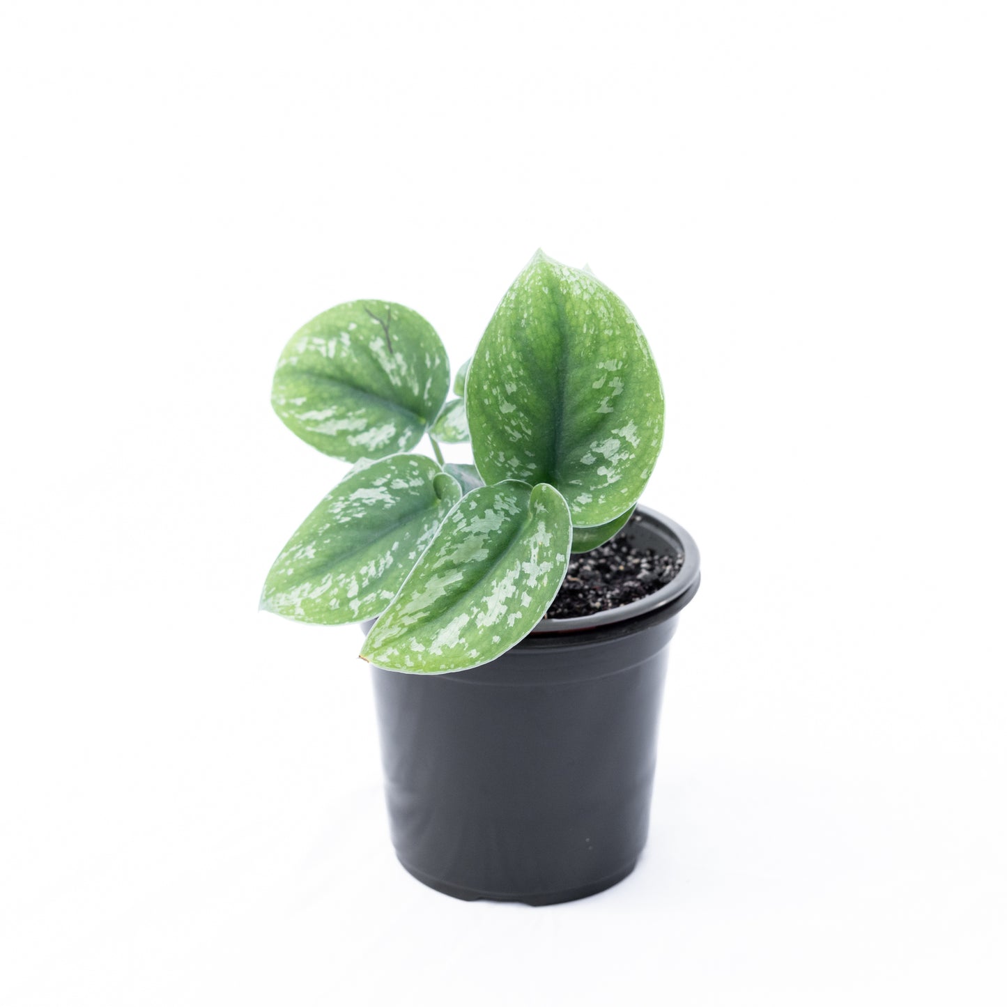 Scindapsus Pictus Exotica