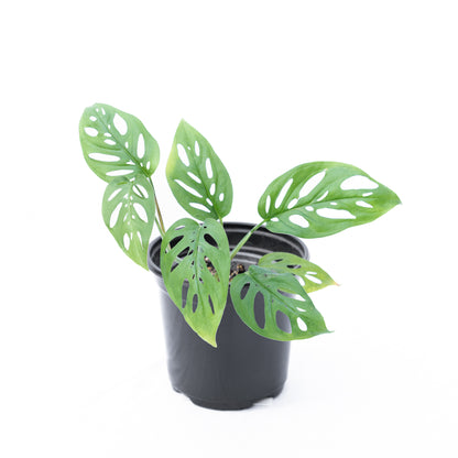 Monstera Esqueleto