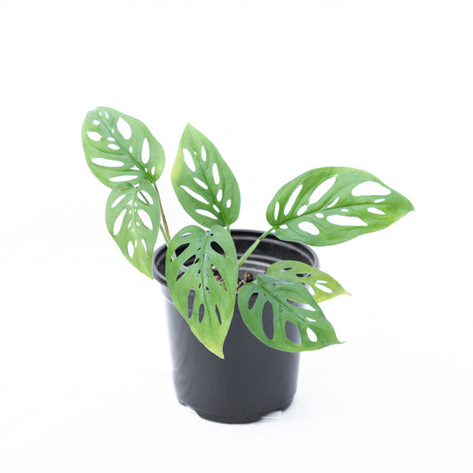 Monstera Esqueleto