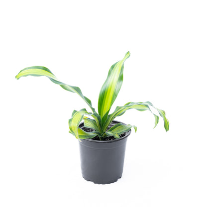 Dracena canción de Jamaica