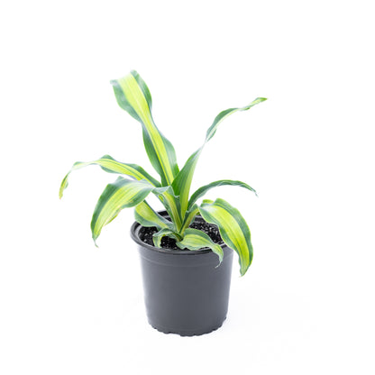 Dracena canción de Jamaica