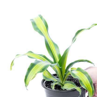 Dracena canción de Jamaica