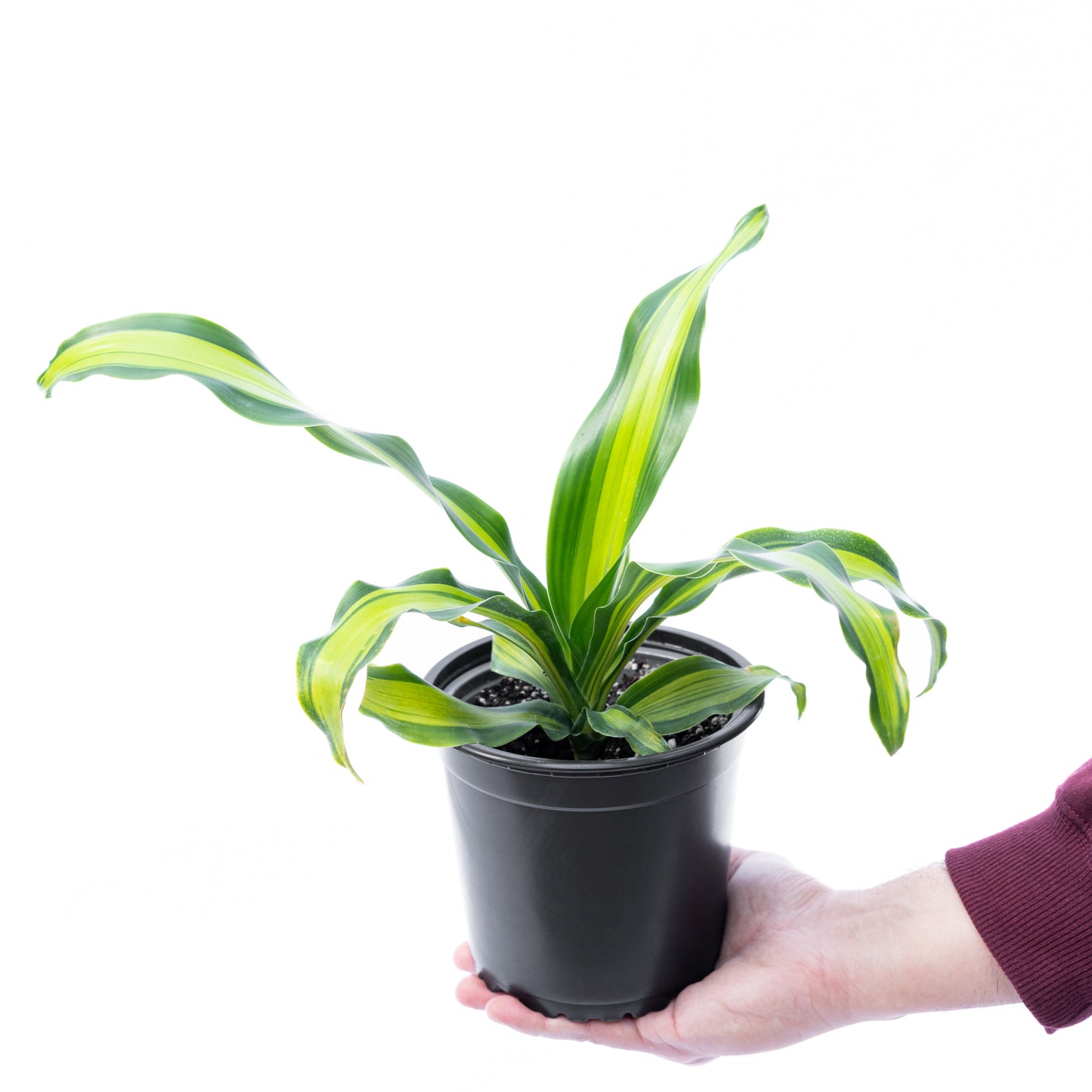 Dracena canción de Jamaica