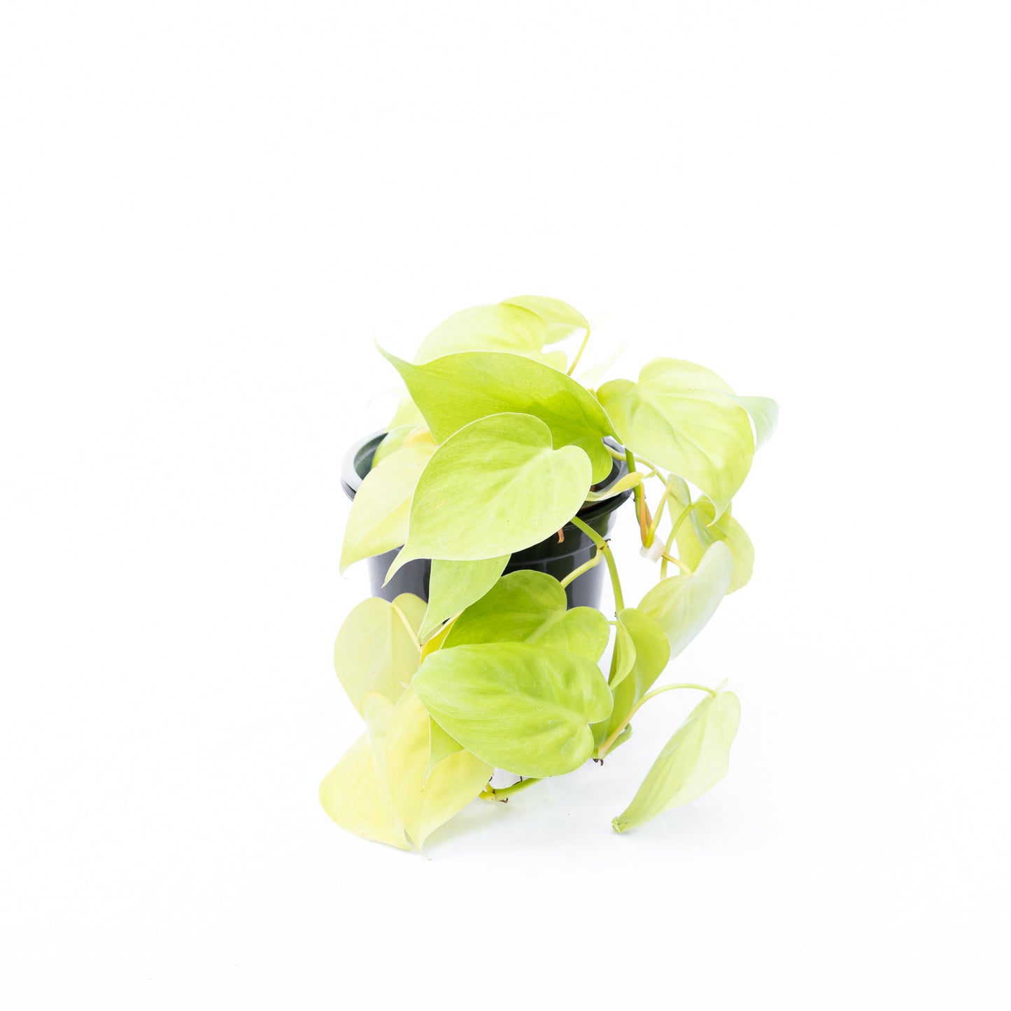 Cordatum Lemon Lime