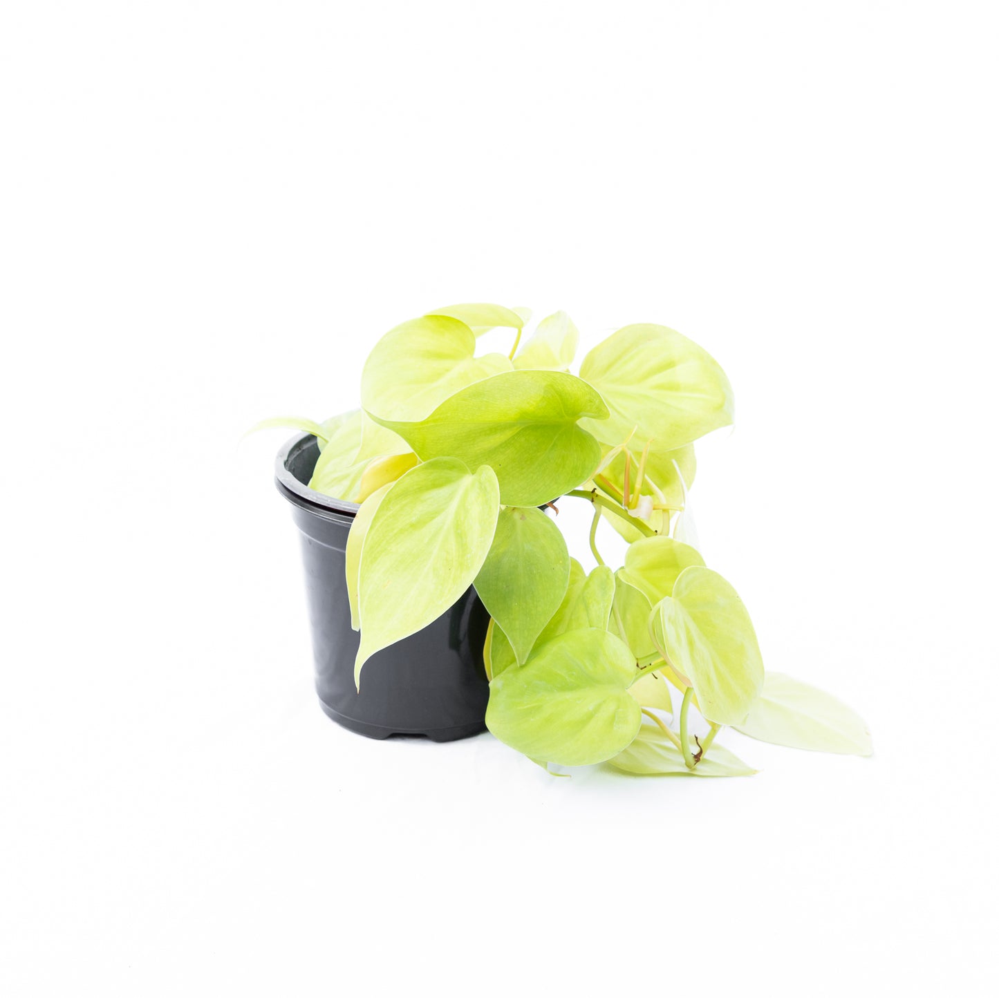 Cordatum Lemon Lime