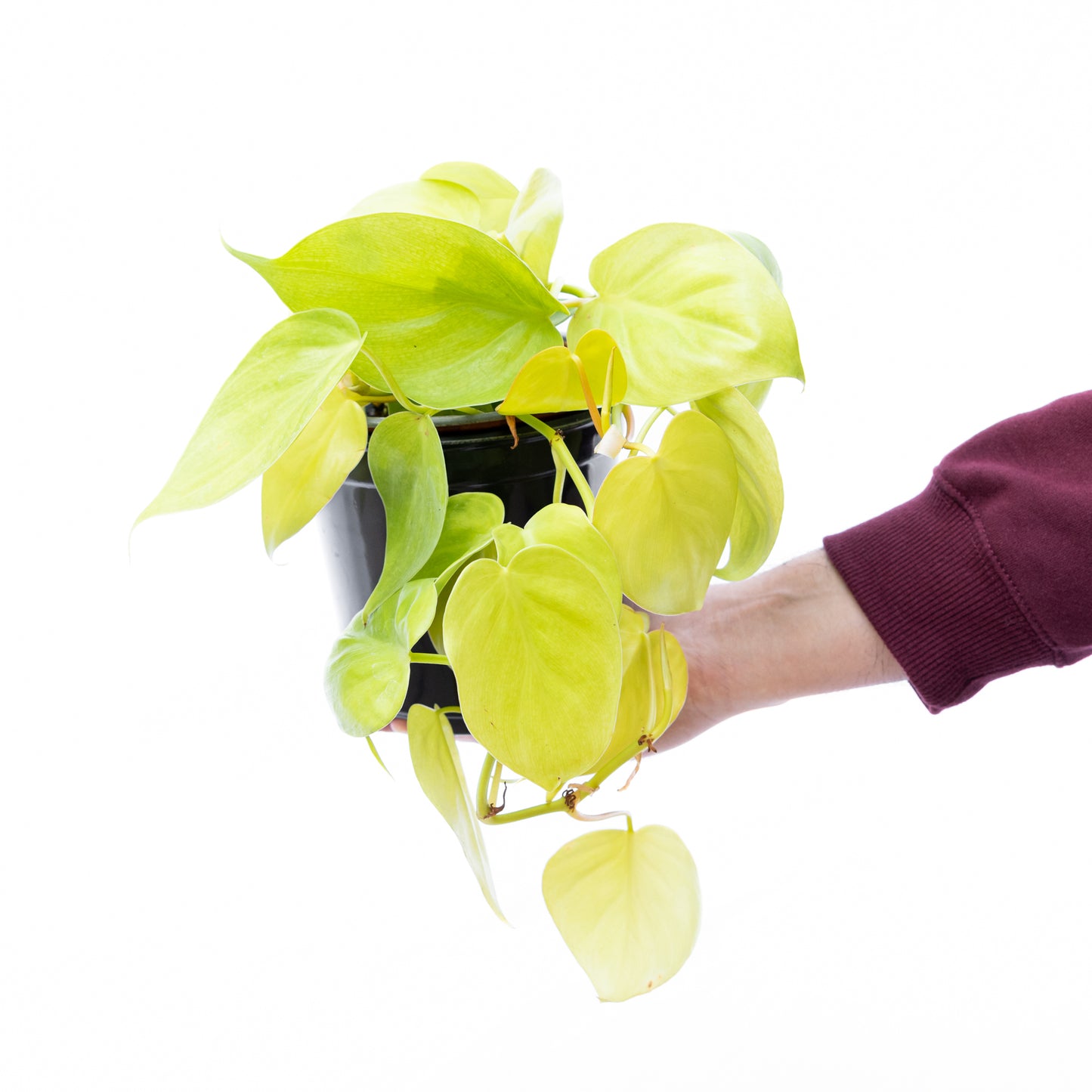 Cordatum Lemon Lime