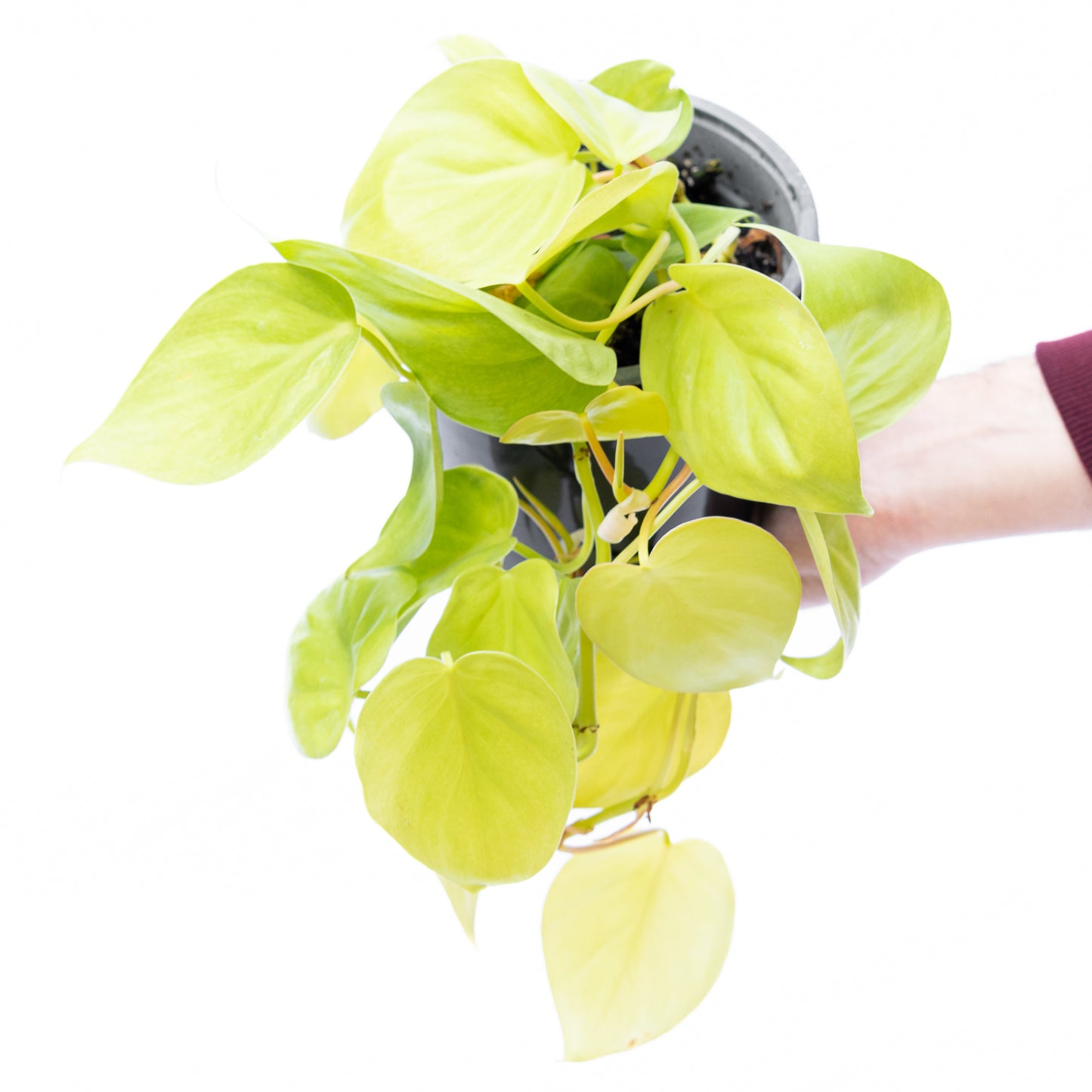 Cordatum Lemon Lime