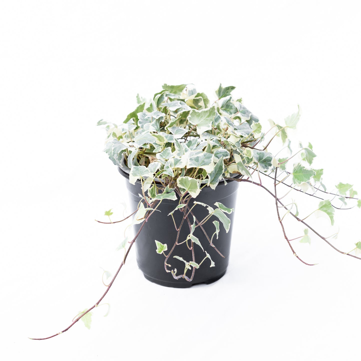 Hiedra Variegada