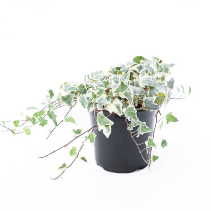 Hiedra Variegada