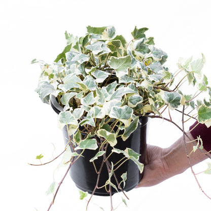 Hiedra Variegada