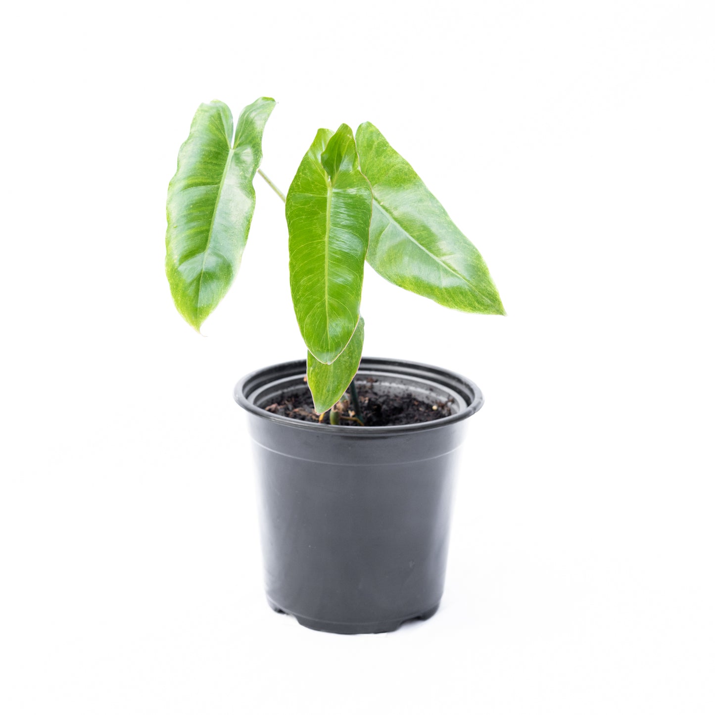 Filodendro Paraiso Verde