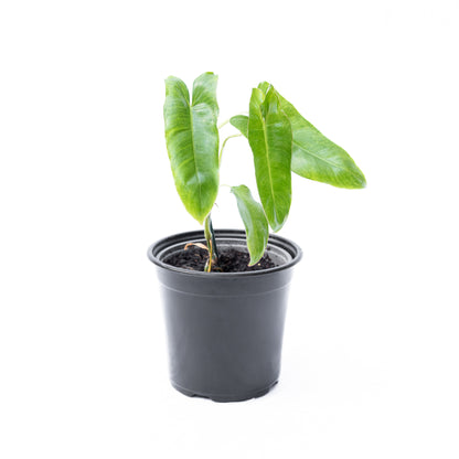 Filodendro Paraiso Verde