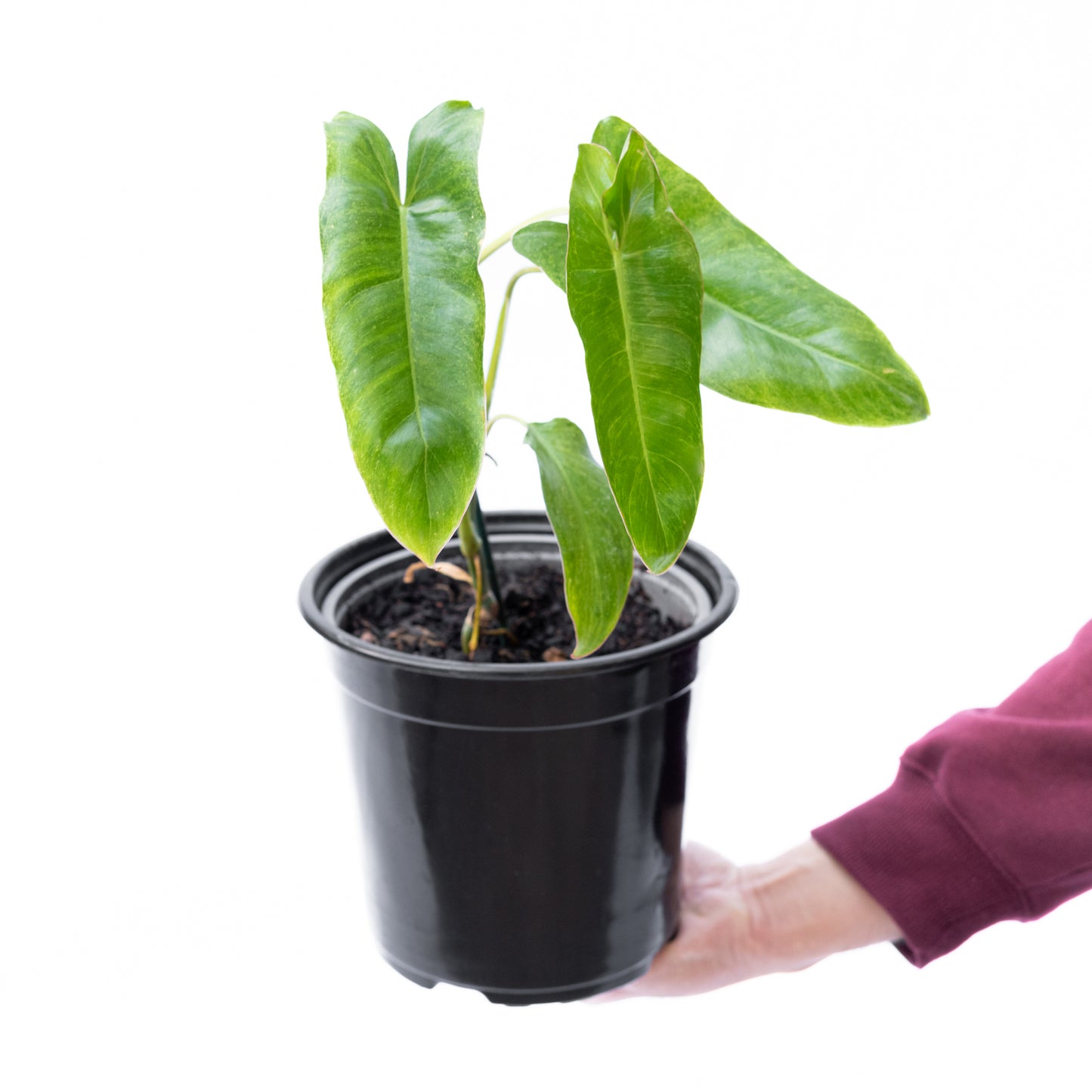 Filodendro Paraiso Verde