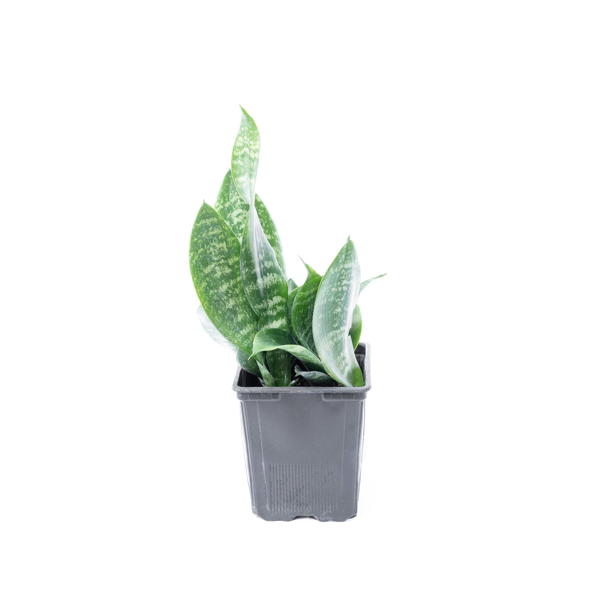 Sansevieria Zeylanica