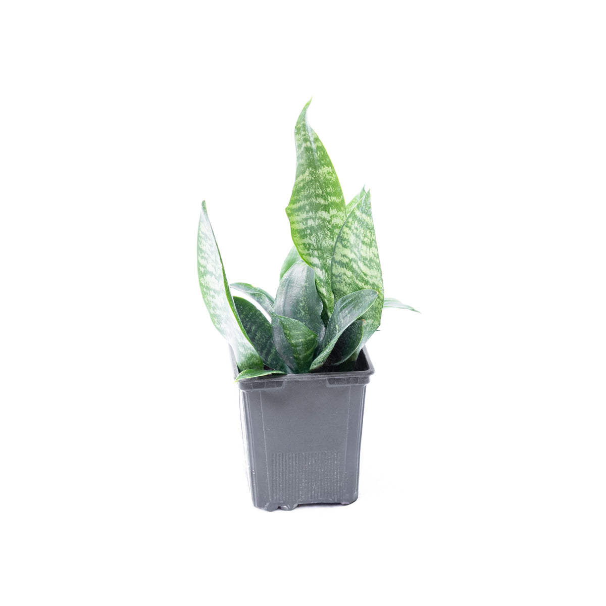 Sansevieria Zeylanica