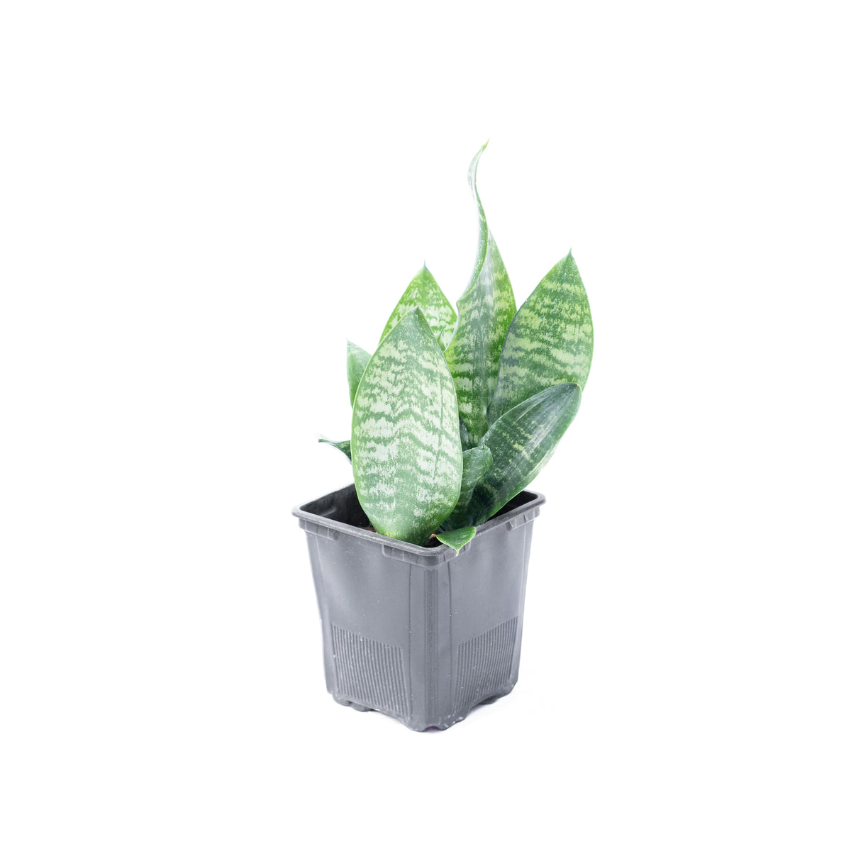 Sansevieria Zeylanica