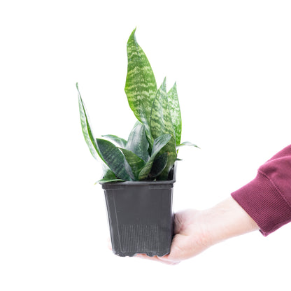 Sansevieria Zeylanica