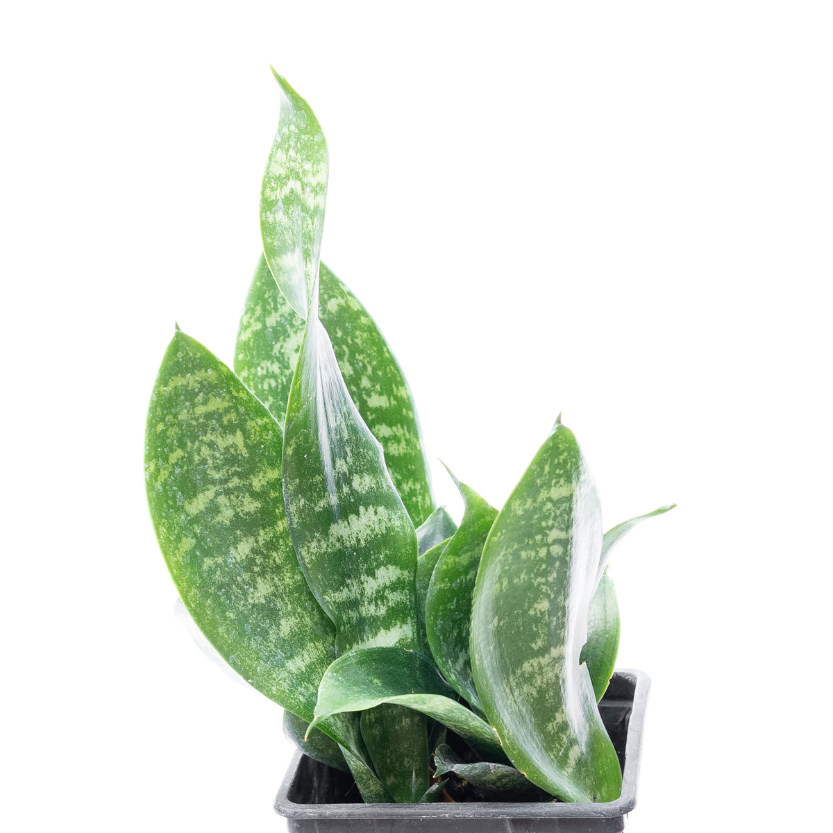 Sansevieria Zeylanica