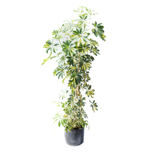 Schefflera XXL