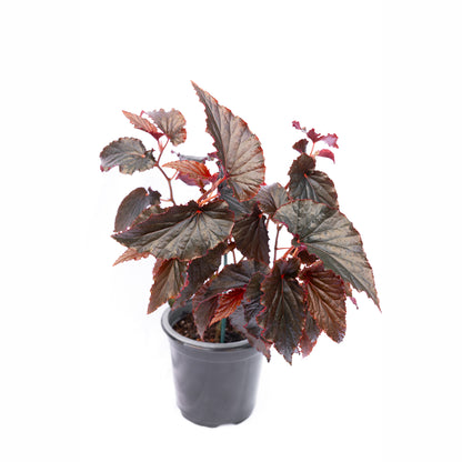 Begonia Black Magic