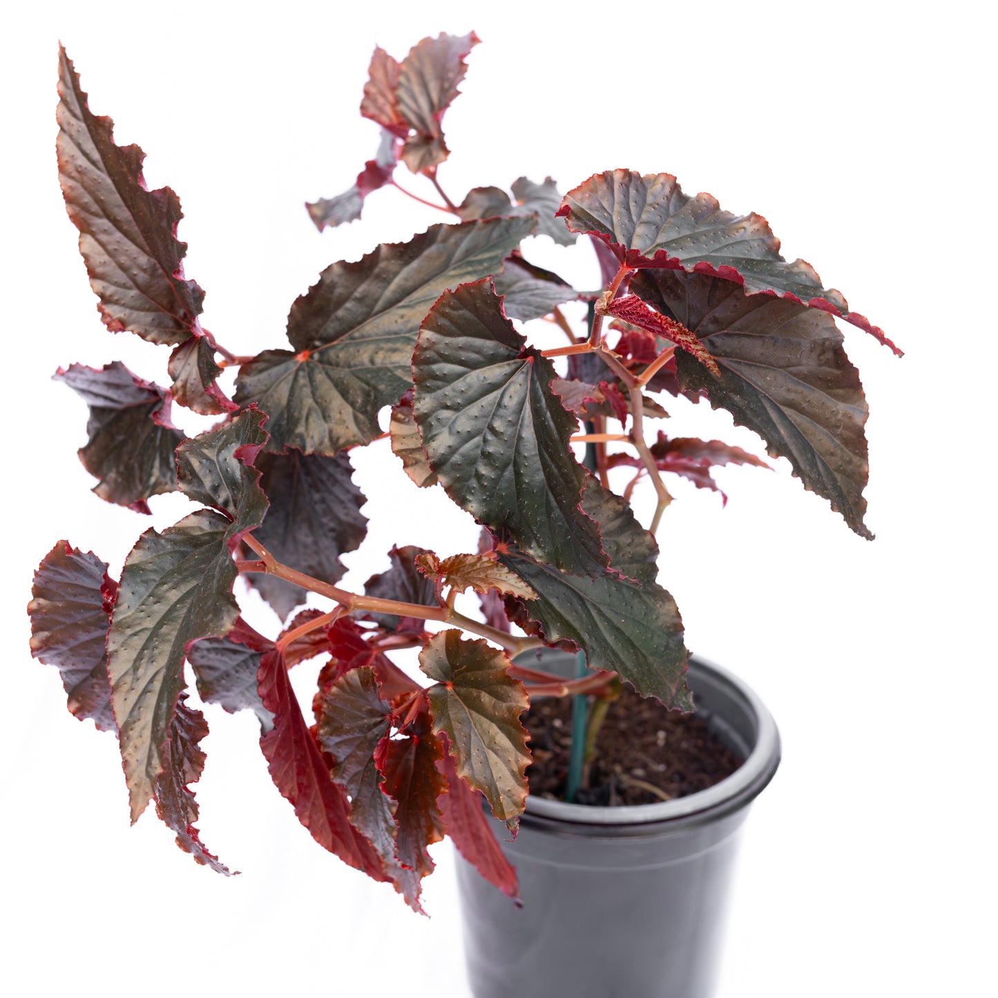 Begonia Black Magic
