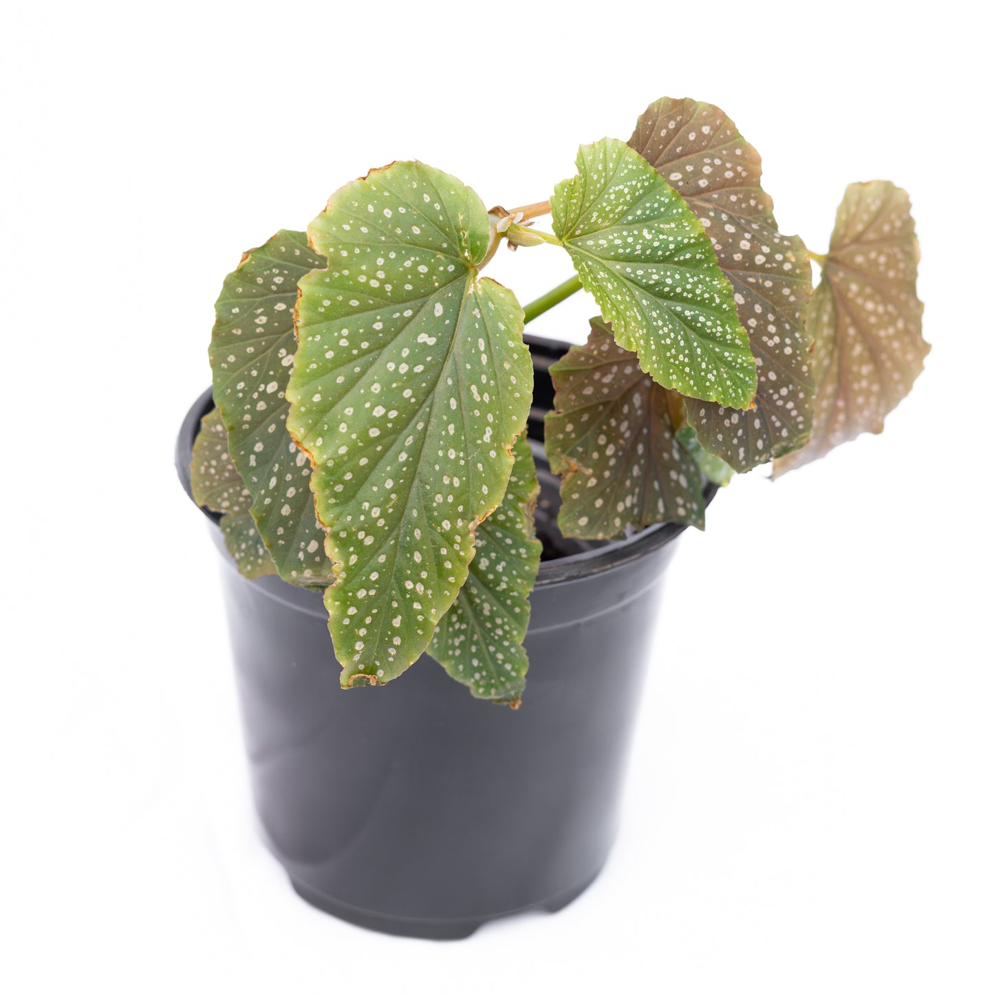 Begonia Alitas de Angel