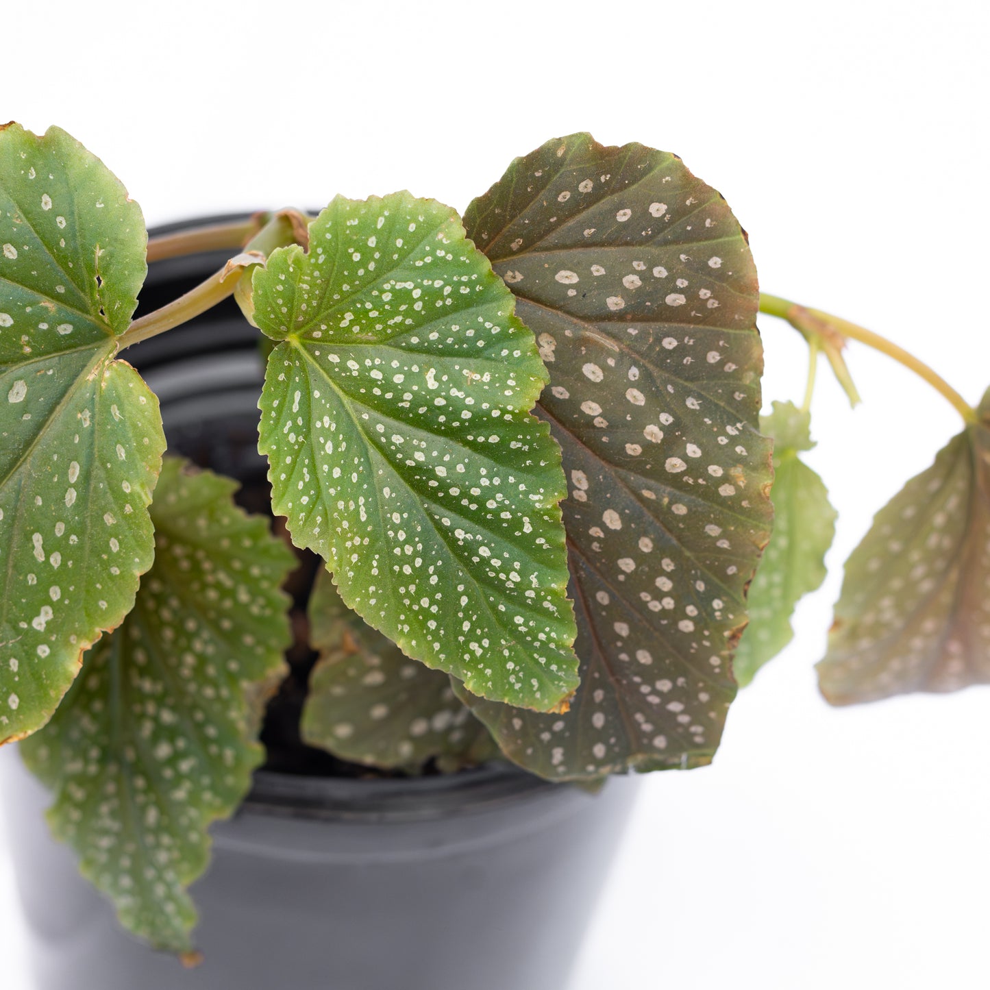 Begonia Alitas de Angel