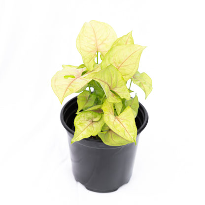 Singonio Golden Allusion