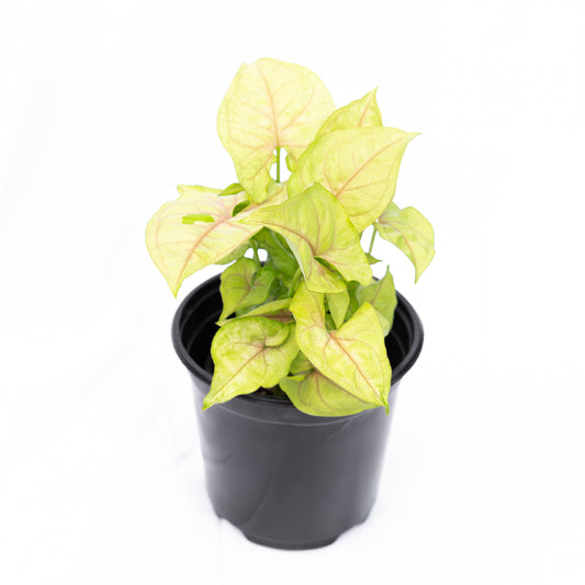 Singonio Golden Allusion