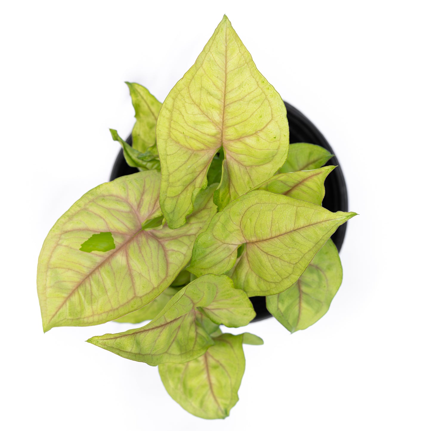 Singonio Golden Allusion