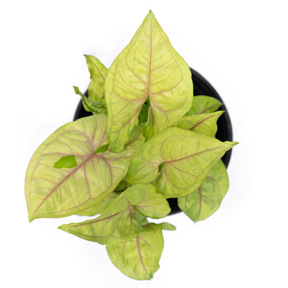 Singonio Golden Allusion