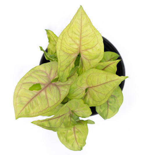 Singonio Golden Allusion