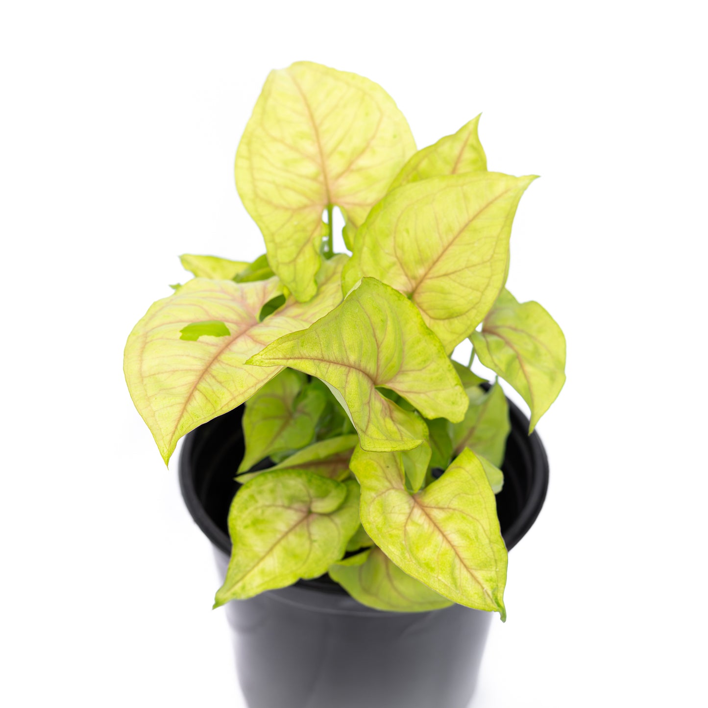 Singonio Golden Allusion