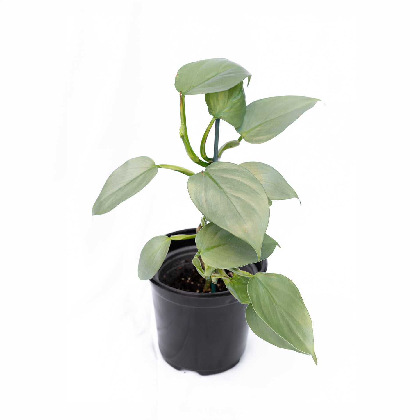 Filodendro Silver Sword