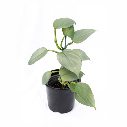 Filodendro Silver Sword