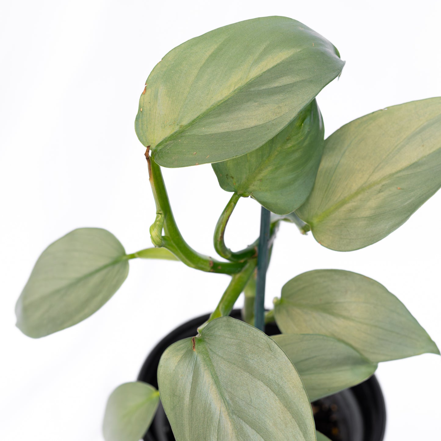 Filodendro Silver Sword