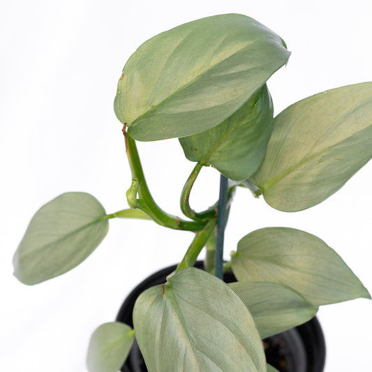 Filodendro Silver Sword