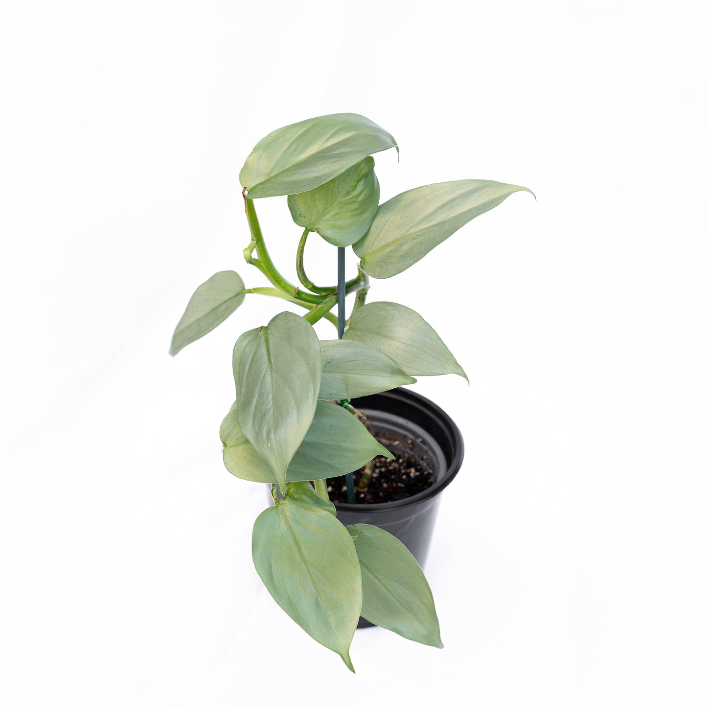 Filodendro Silver Sword