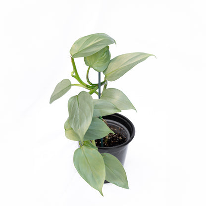 Filodendro Silver Sword